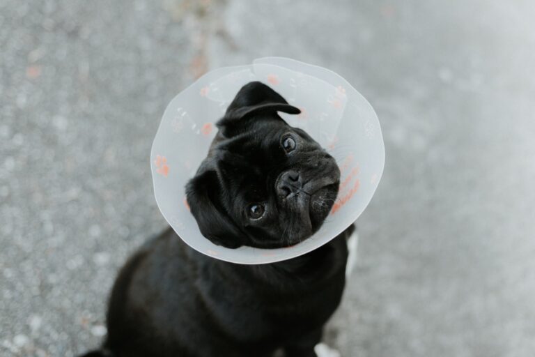 Veterinar Sector 3 - Servicii de cosmetică la cele mai înalte standarde